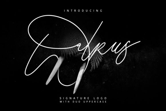 Walrus Font Review: Elegant Script for Web Design